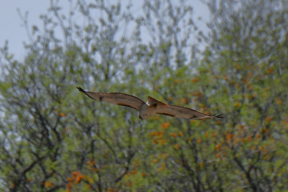 Red-tailed Hawk - ML617445908