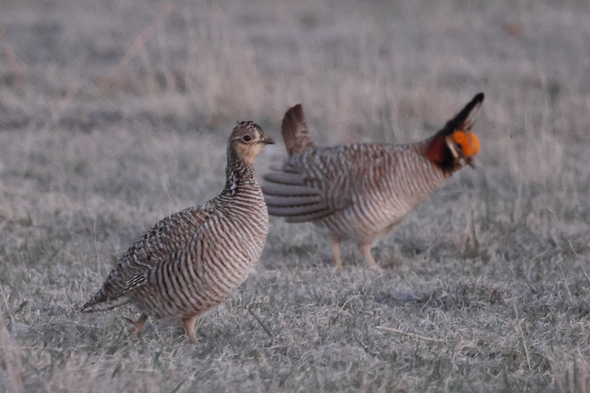 Oklahomapräriehuhn - ML617445925