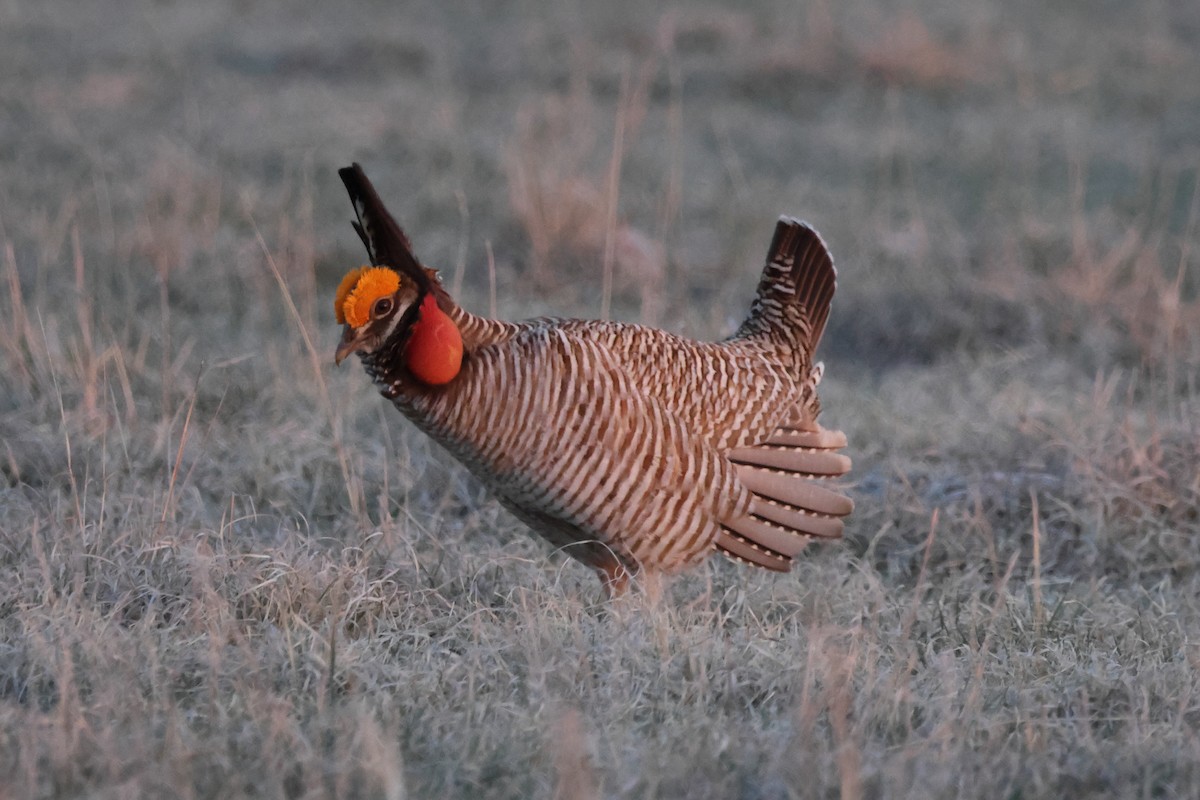 Lesser Prairie-Chicken - ML617445926