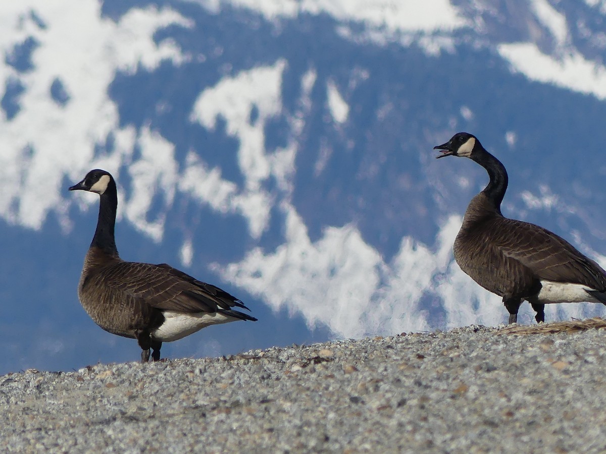 Canada Goose (occidentalis/fulva) - Gus van Vliet