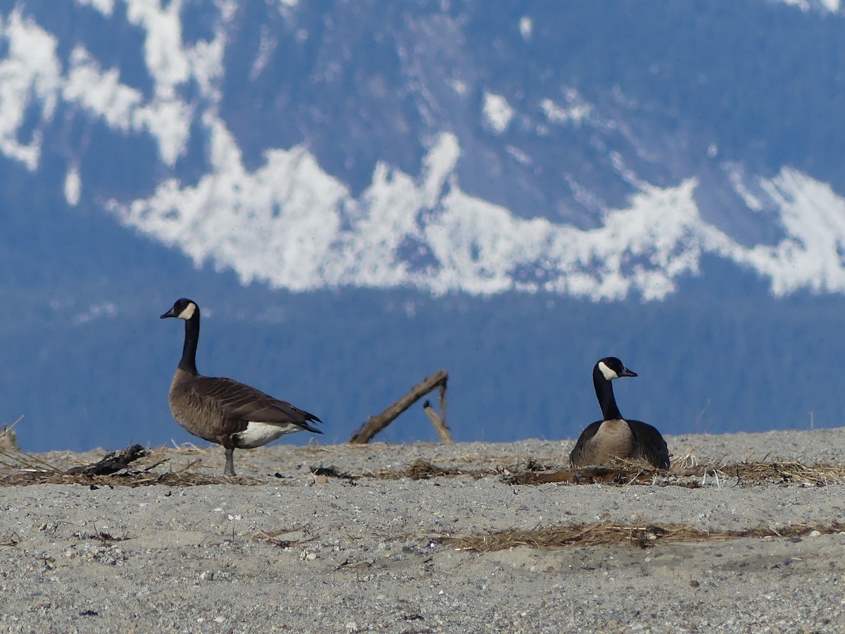 Canada Goose (occidentalis/fulva) - Gus van Vliet