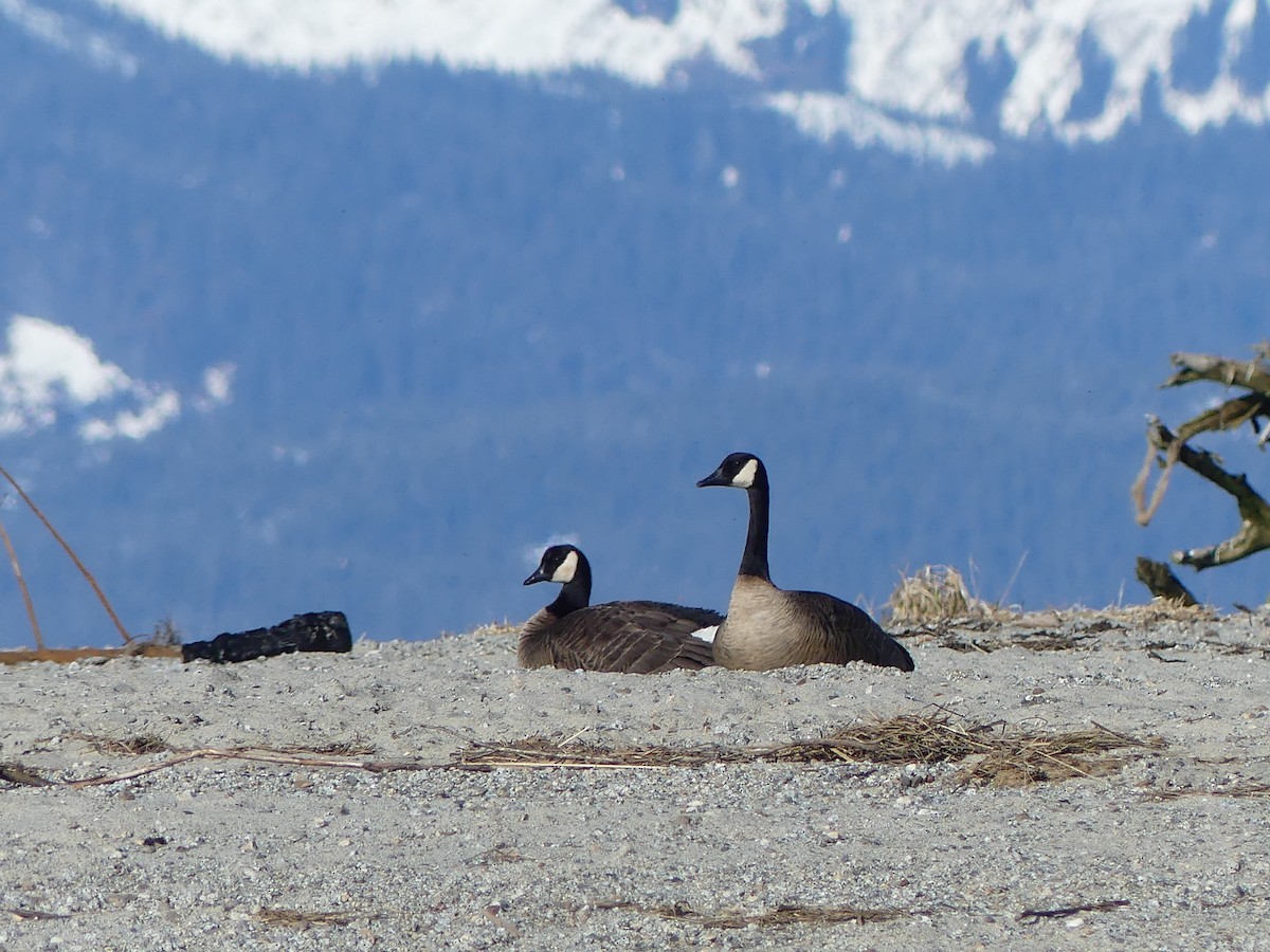 Canada Goose (occidentalis/fulva) - ML617445963