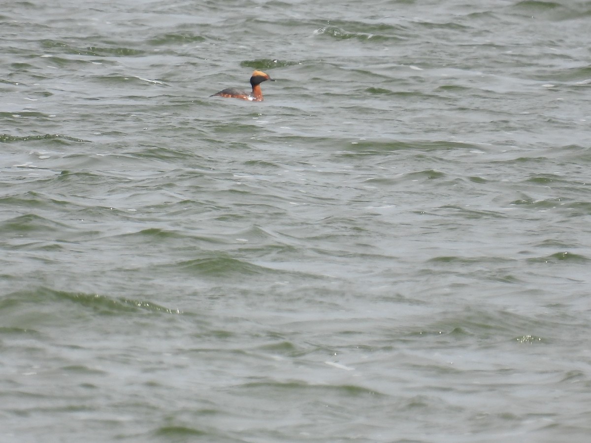 Horned Grebe - Paul & Koni Fank