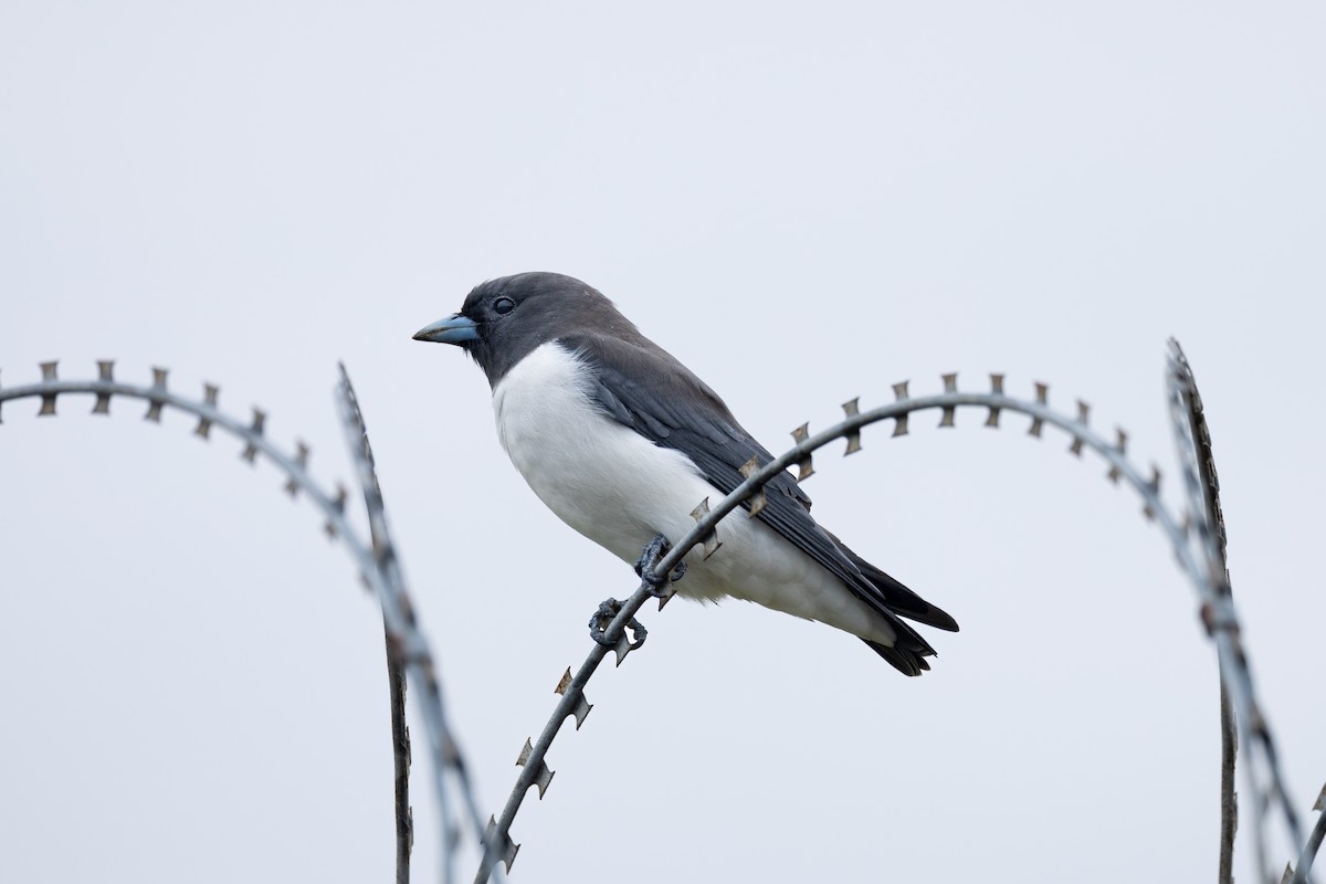 White-breasted Woodswallow - ML617446080