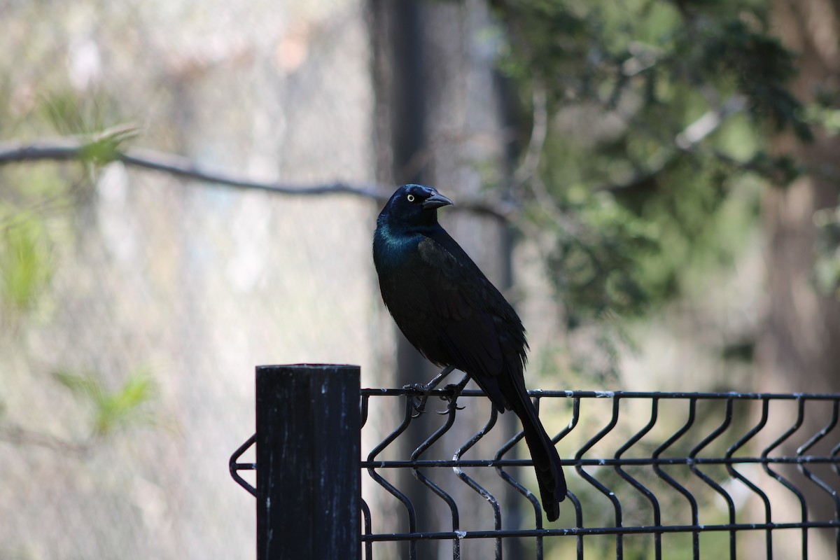 Common Grackle - Tess Branklin