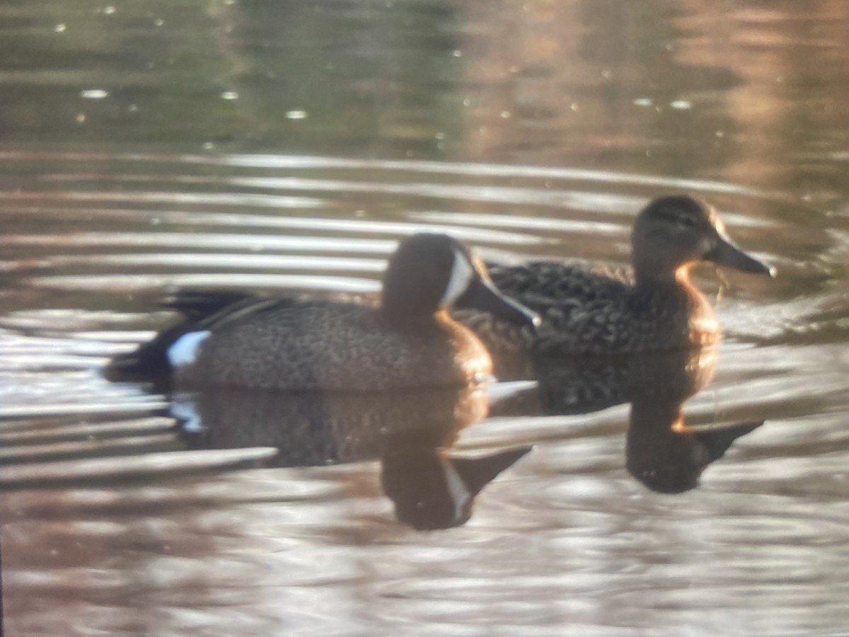 Blue-winged Teal - ML617446089