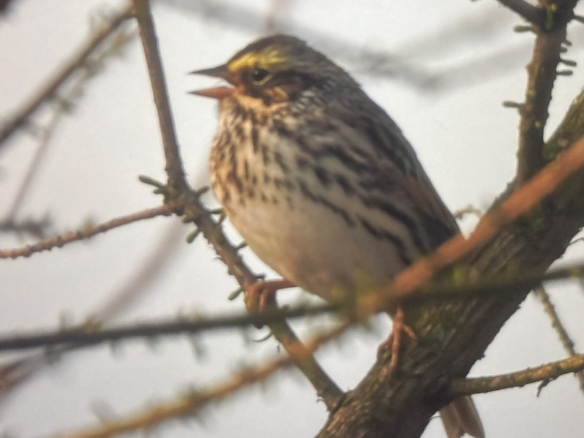 Savannah Sparrow - ML617446105