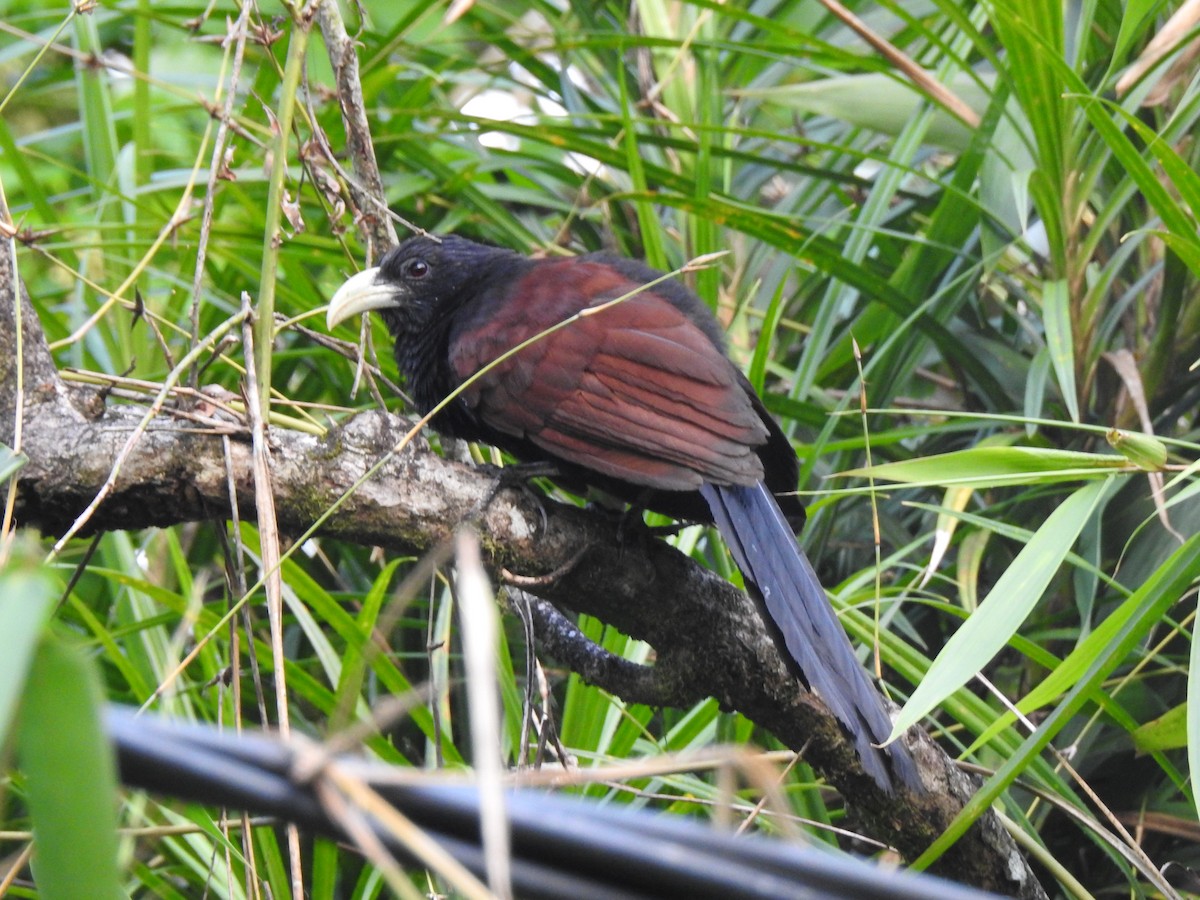 Green-billed Coucal - ML617446169