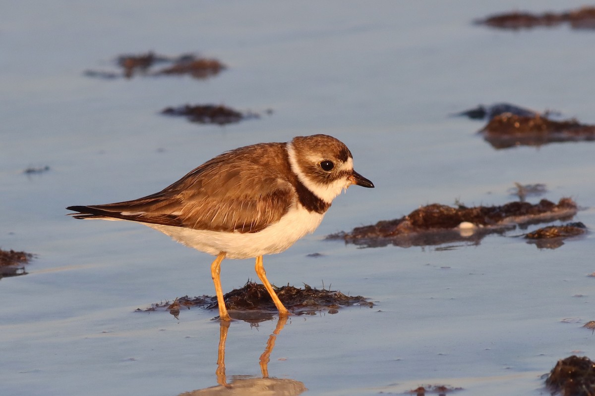 Semipalmated Plover - Margaret Viens