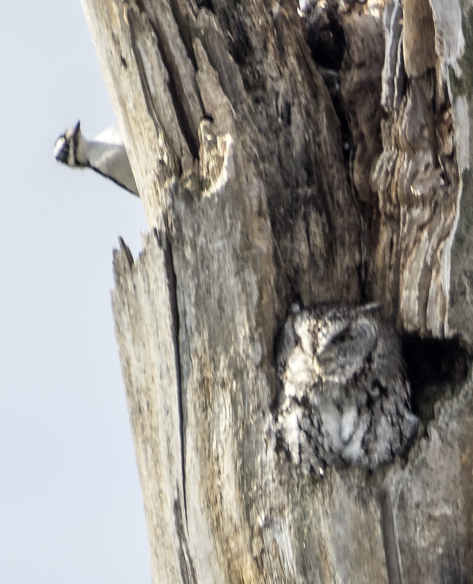 Eastern Screech-Owl - ML617446297