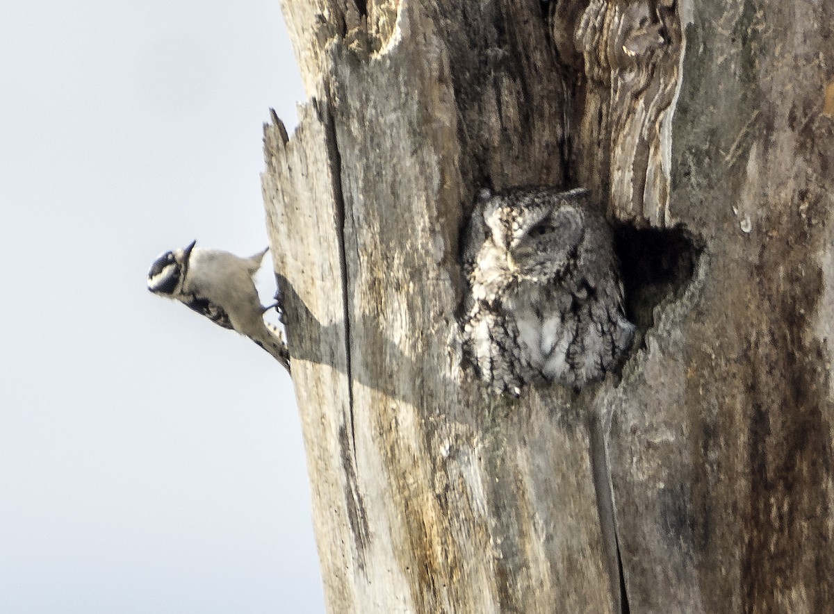 Eastern Screech-Owl - Kenneth Czworka