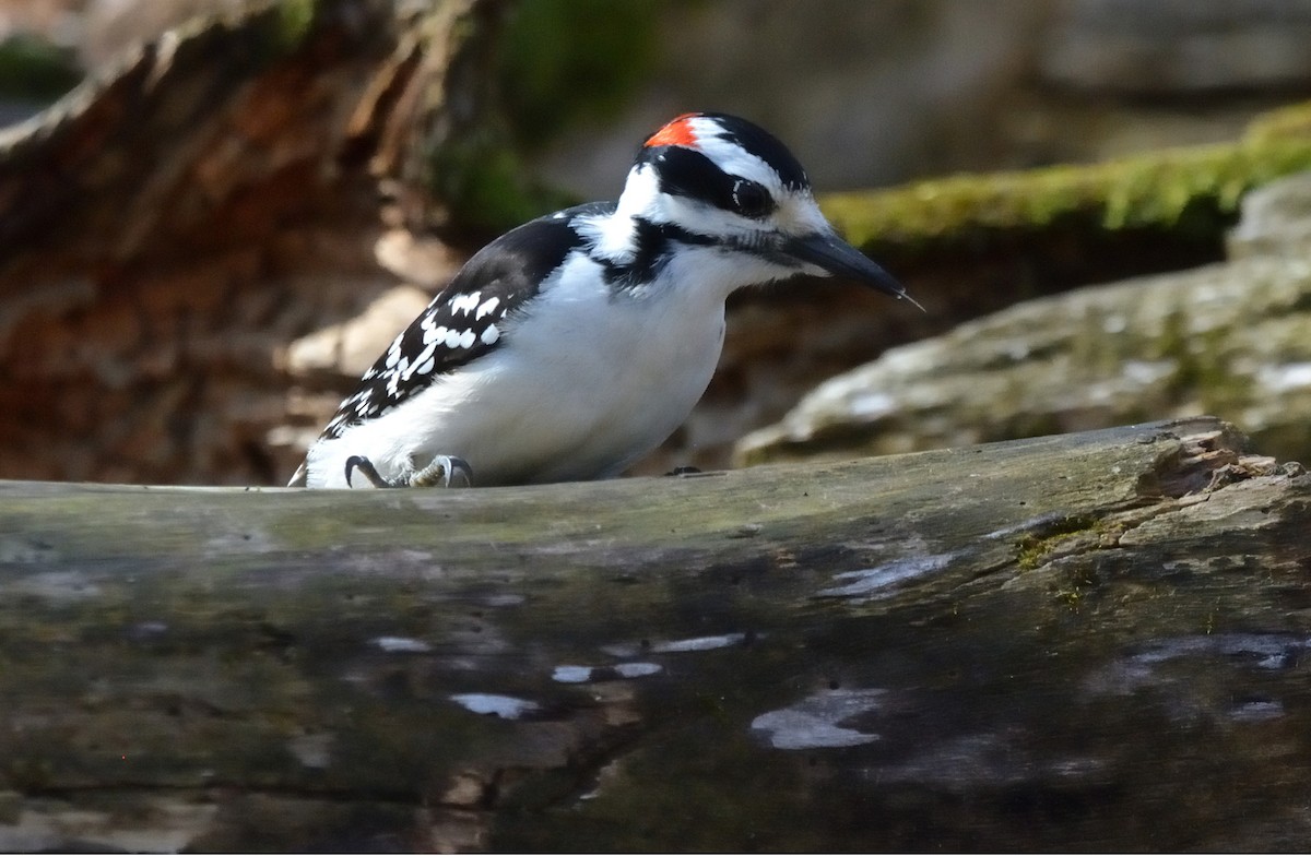 Hairy Woodpecker - ML617446313