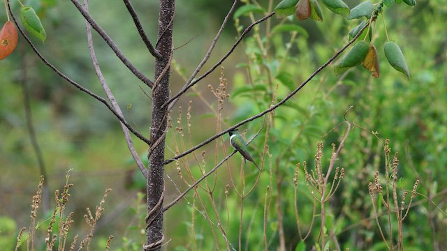 Colibrí Cornudito - ML617446316