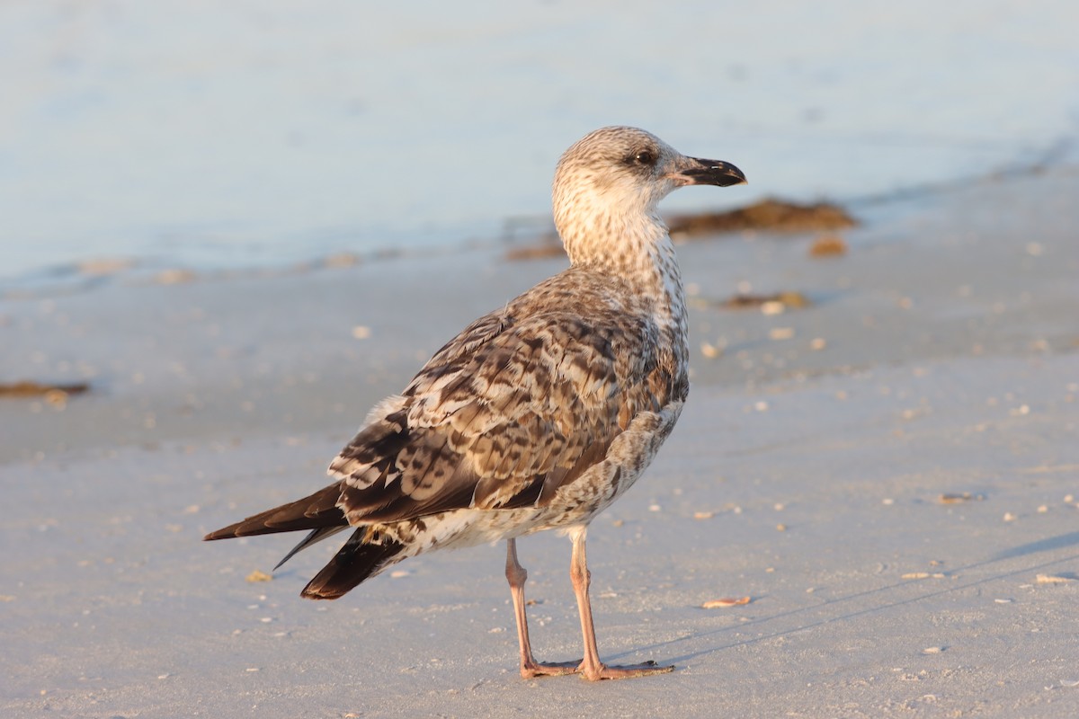 Herring Gull - Margaret Viens