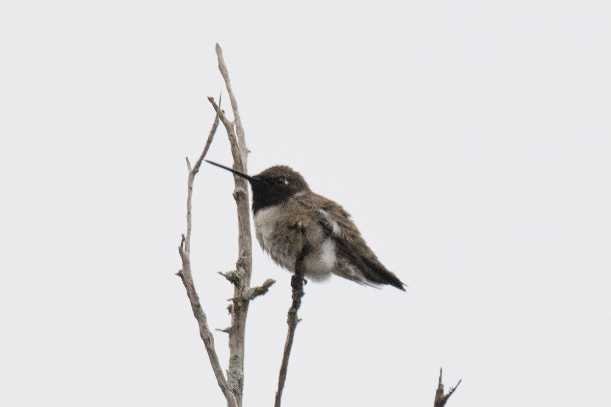 Black-chinned Hummingbird - ML617446356