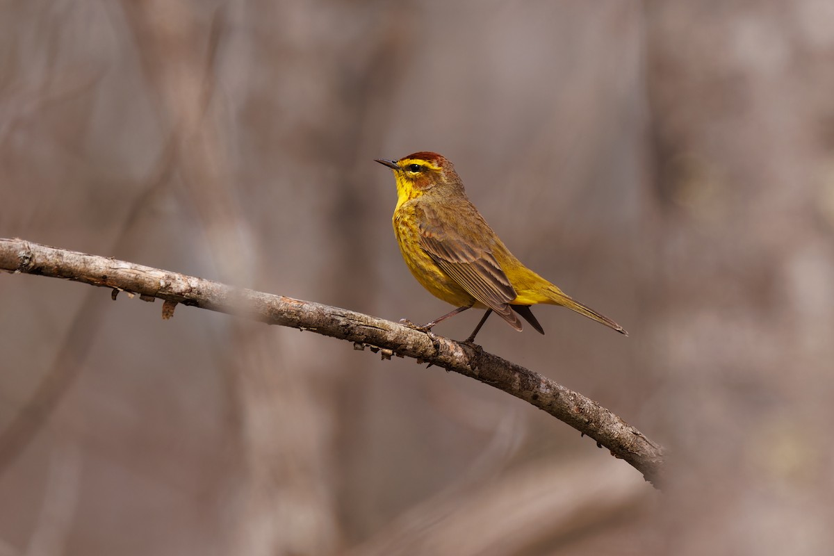 Palm Warbler - ML617446361