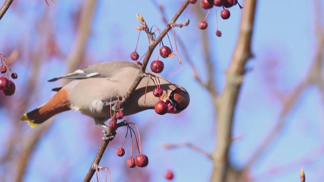 Bohemian Waxwing - ML617446364