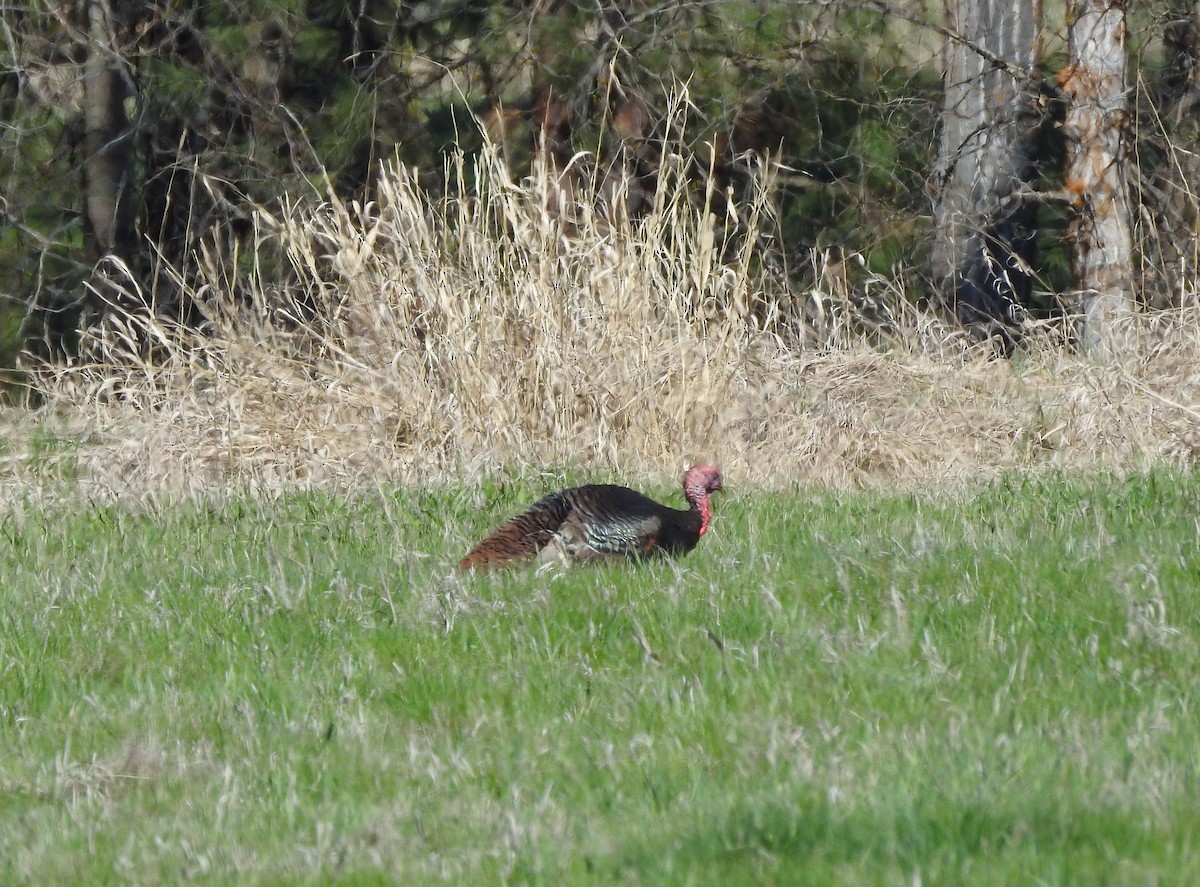 Wild Turkey - ML617446365