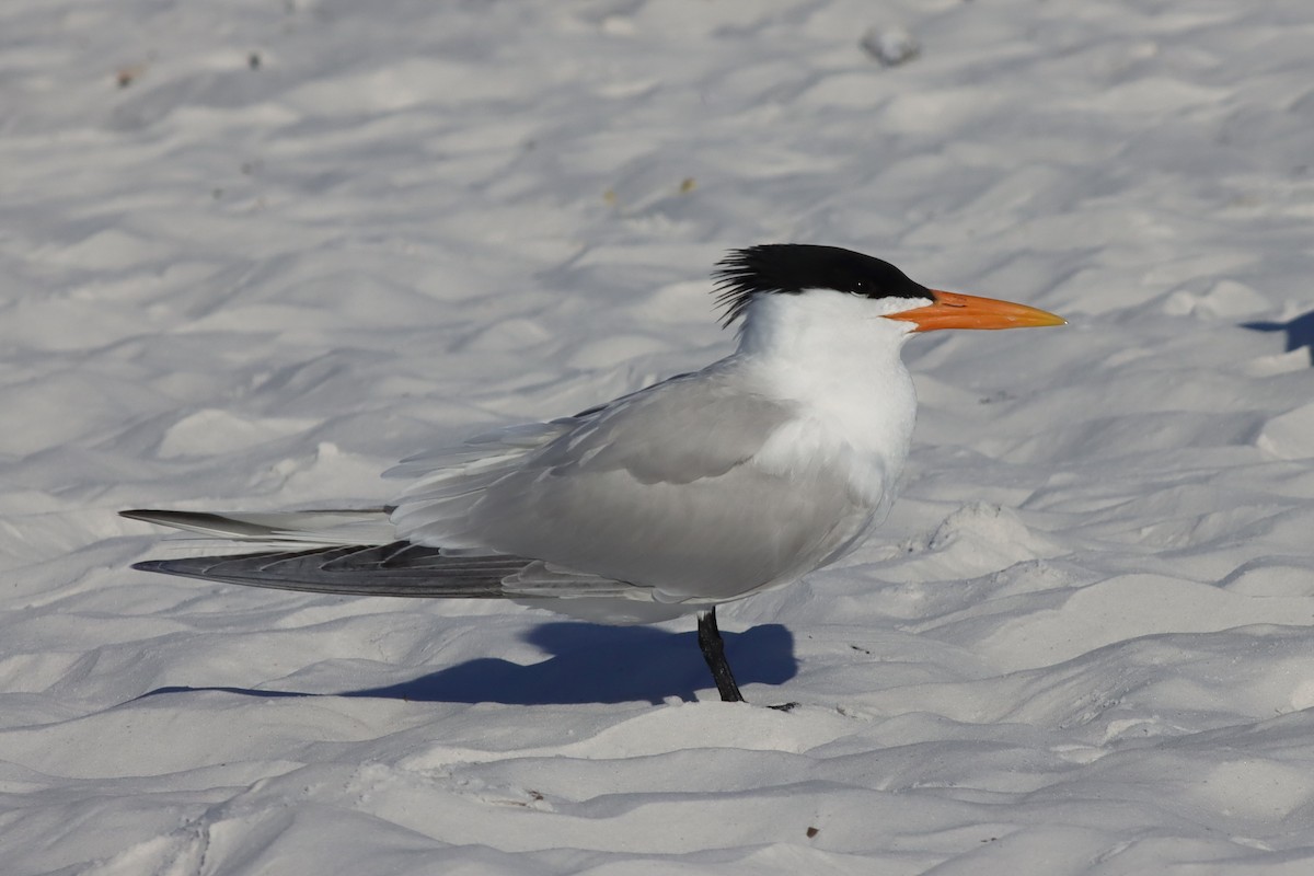 Royal Tern - Margaret Viens