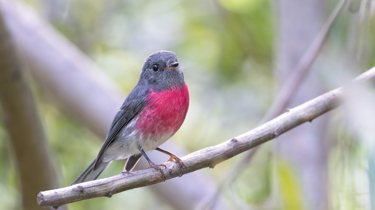 Rose Robin - ML617446449