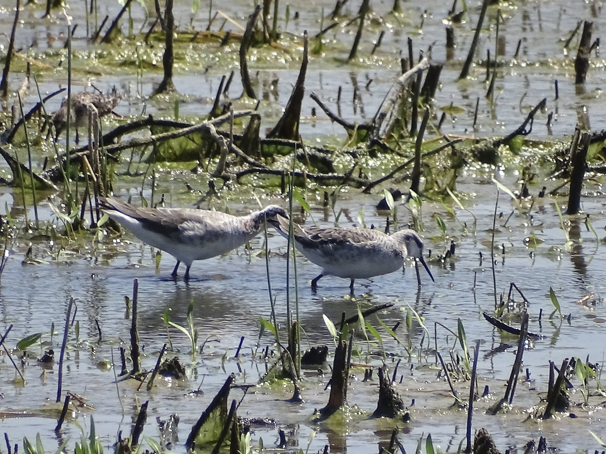 Wilson's Phalarope - ML617446458