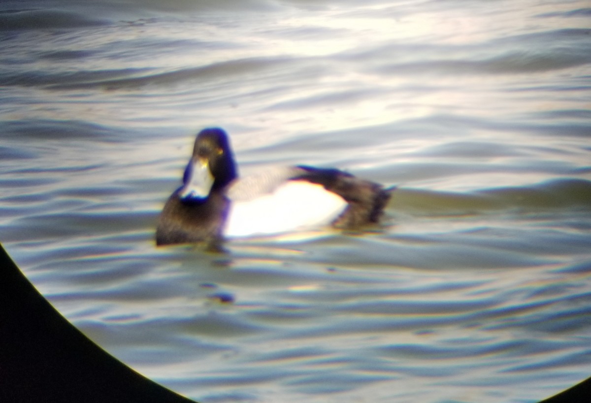 Greater Scaup - ML617446459