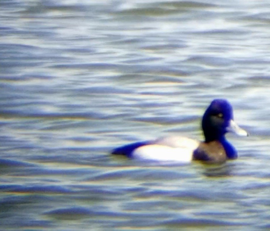 Greater Scaup - ML617446460