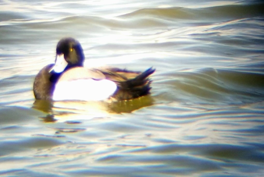 Greater Scaup - ML617446462