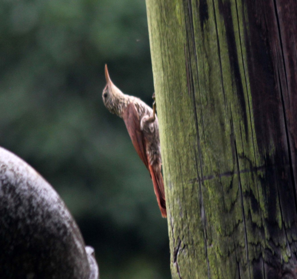 Streak-headed Woodcreeper - ML617446487