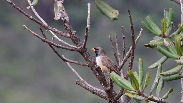 Black-throated Saltator - ML617446507