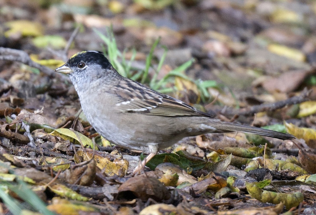 Golden-crowned Sparrow - ML617446510