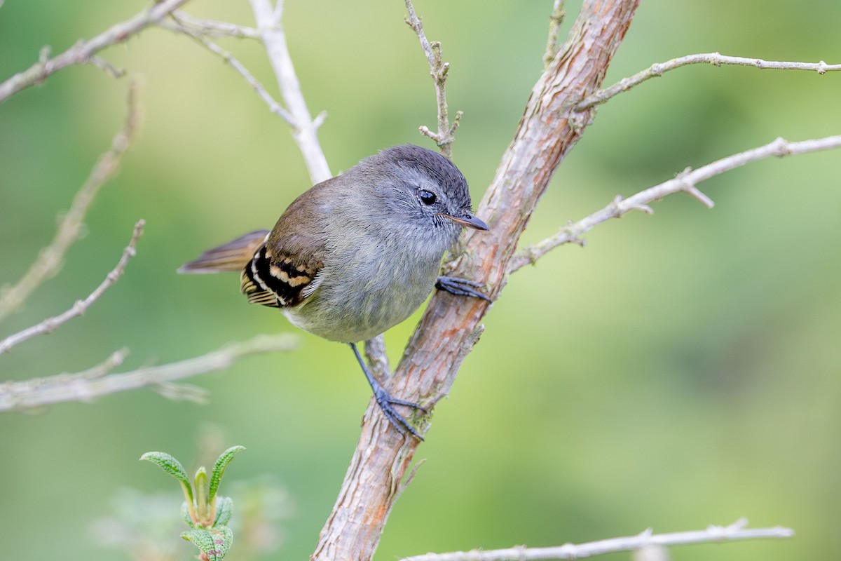 Tawny-rumped Tyrannulet - Ryan Shean