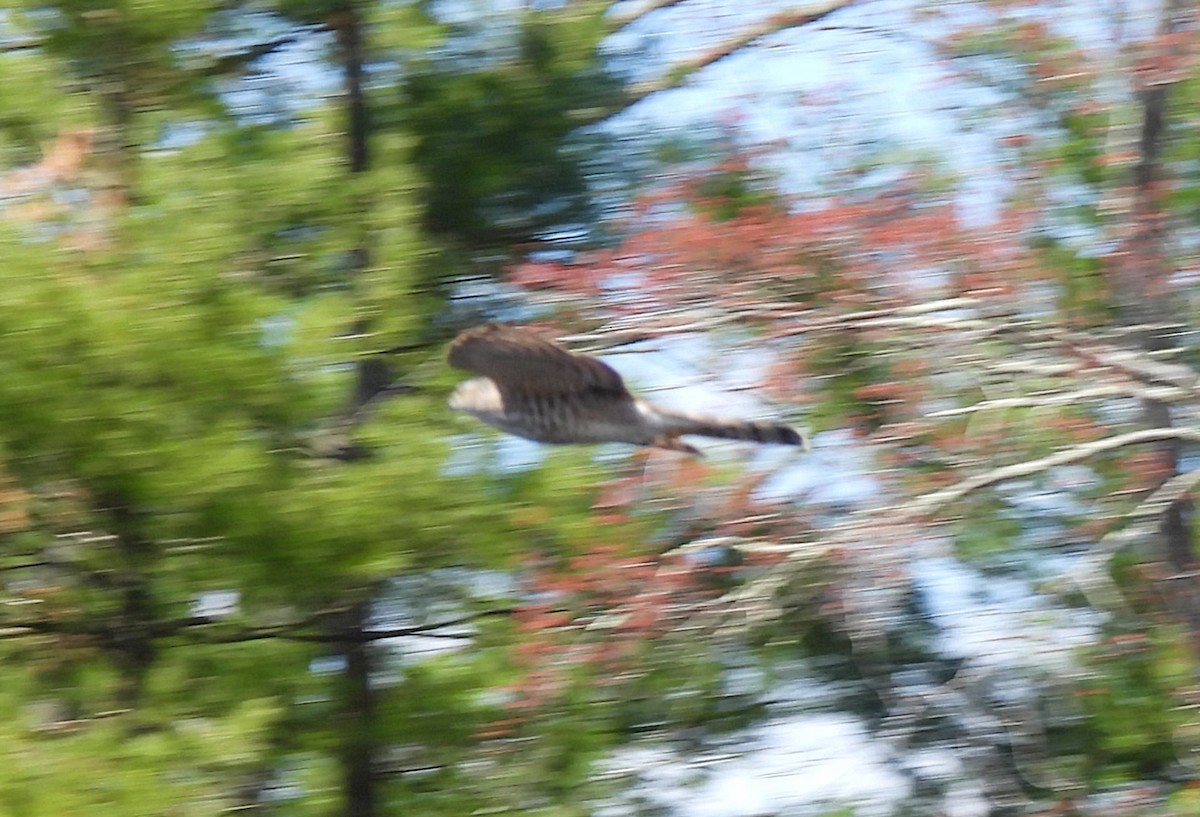 Sharp-shinned Hawk - ML617446535