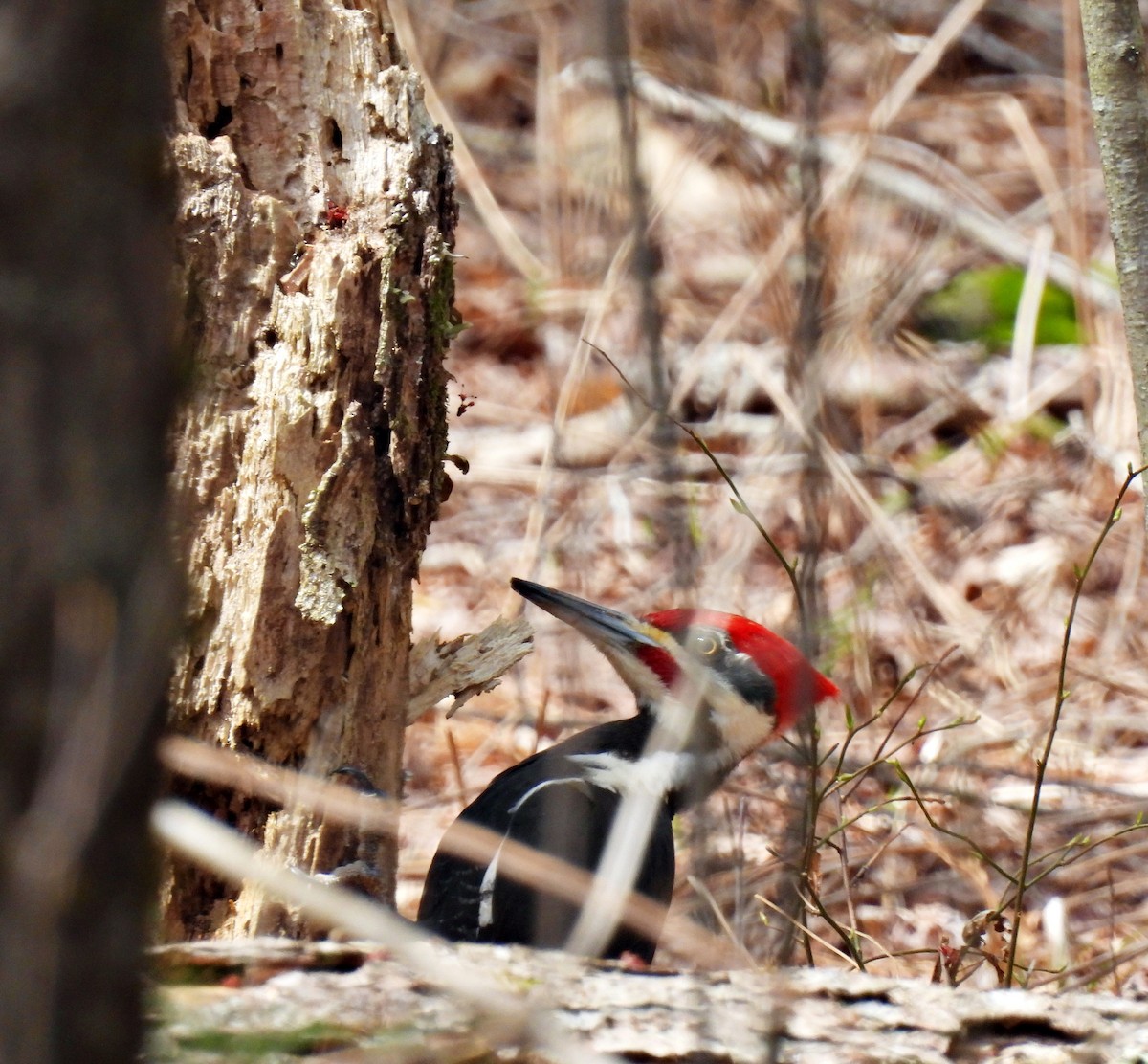 Pileated Woodpecker - ML617446547