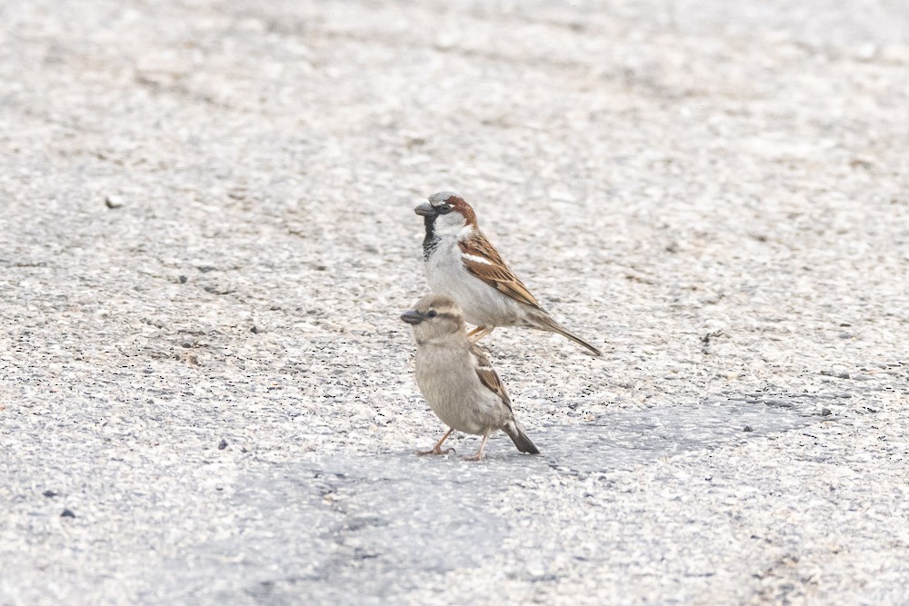 House Sparrow - ML617446550