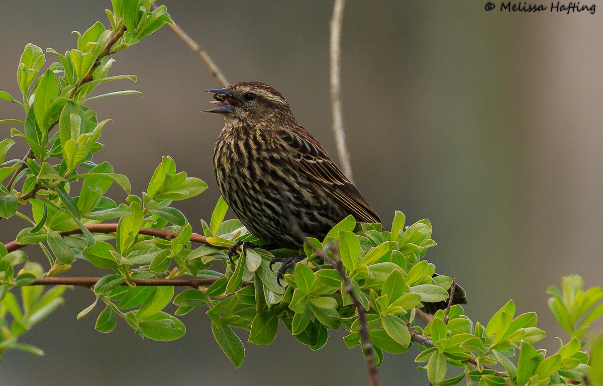 Red-winged Blackbird - Melissa Hafting