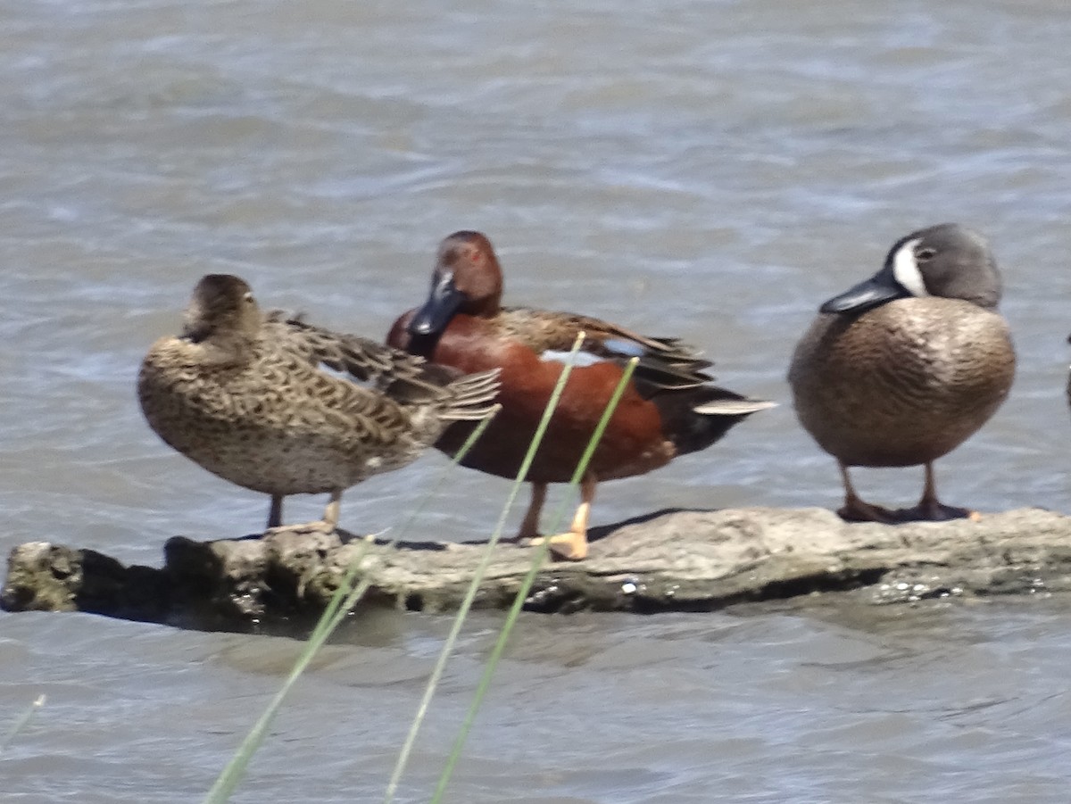 Cinnamon Teal - ML617446595