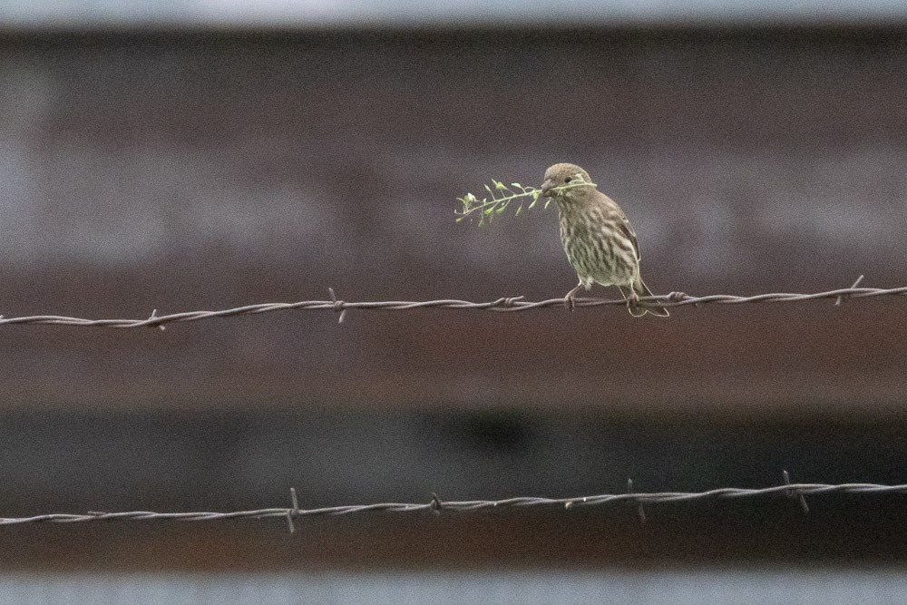 House Finch - ML617446596