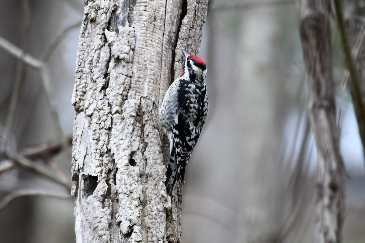 Yellow-bellied Sapsucker - ML617446608