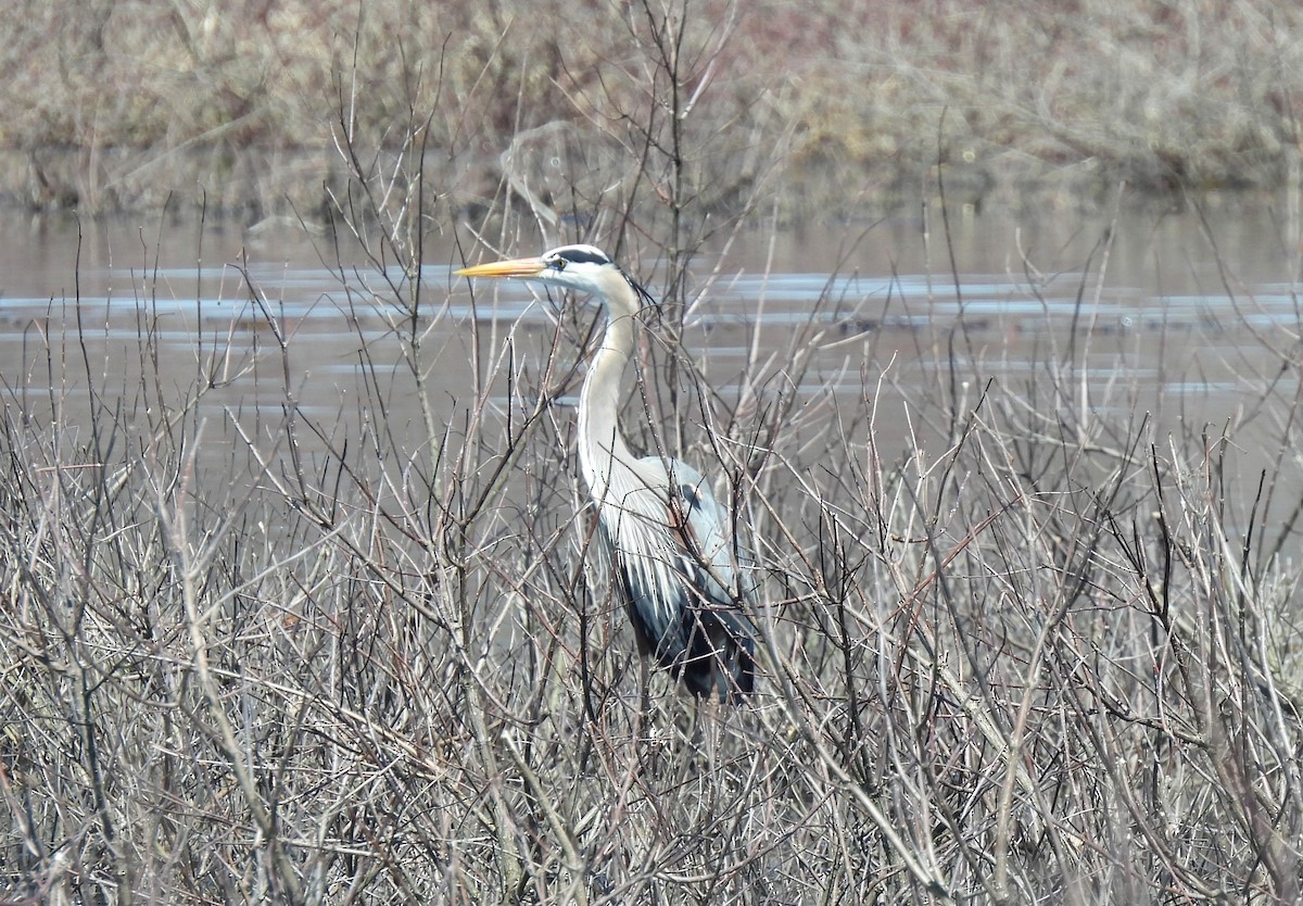 Great Blue Heron - ML617446615