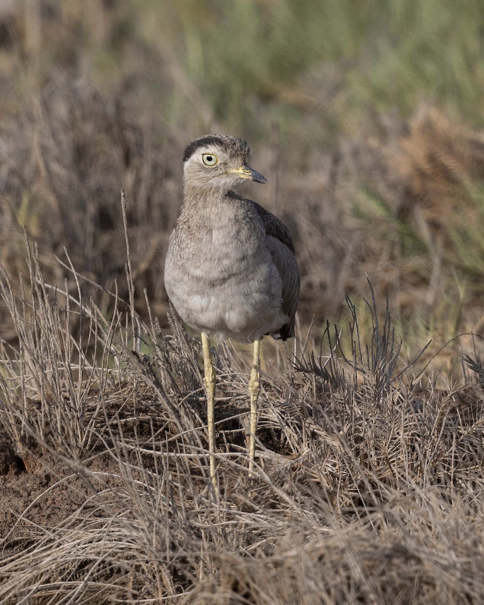 Peruvian Thick-knee - ML617446616