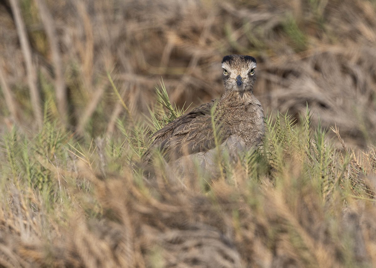 Peruvian Thick-knee - ML617446619