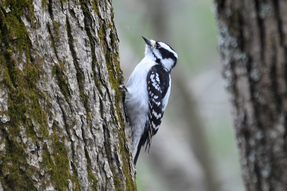 Downy Woodpecker - ML617446628