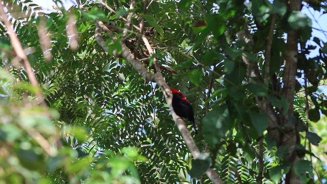 Helmeted Manakin - ML617446642