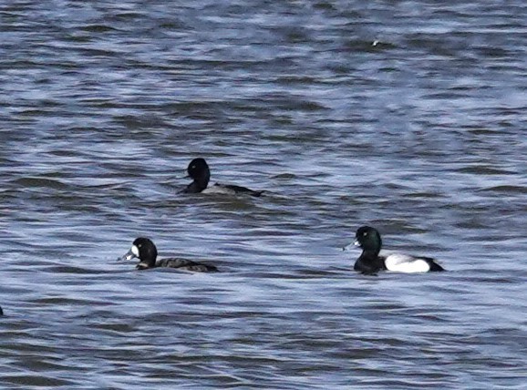 Greater Scaup - ML617446645