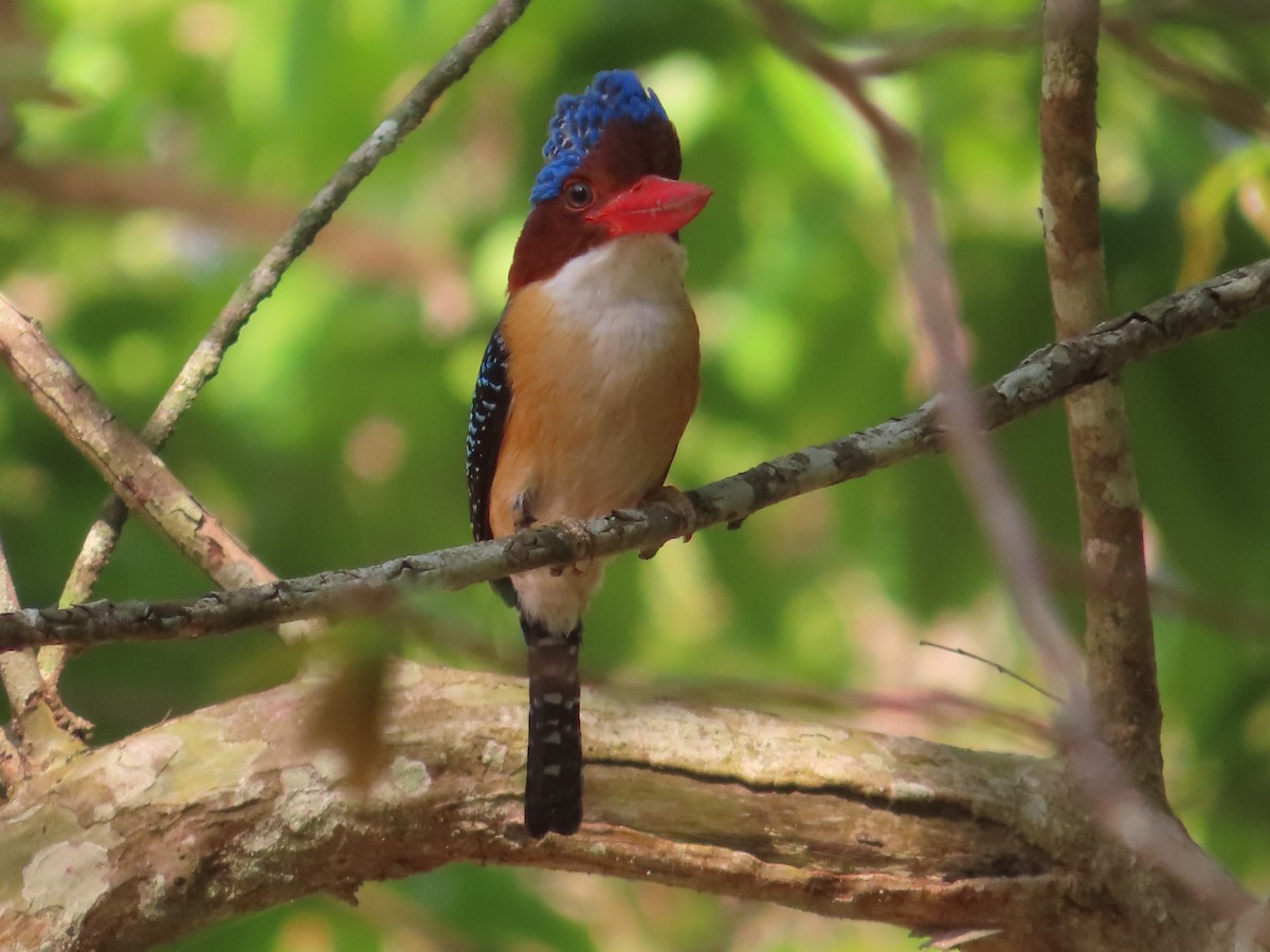 Banded Kingfisher - ML617446659