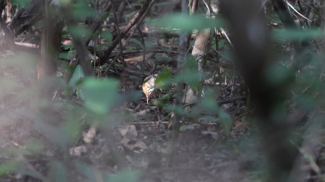 White-browed Antpitta - ML617446666