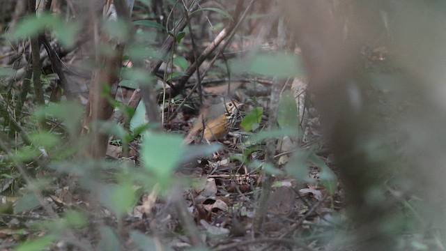 White-browed Antpitta - ML617446667