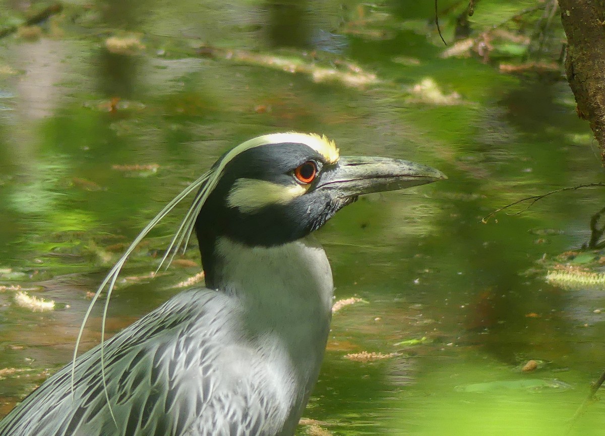 Yellow-crowned Night Heron - ML617446684