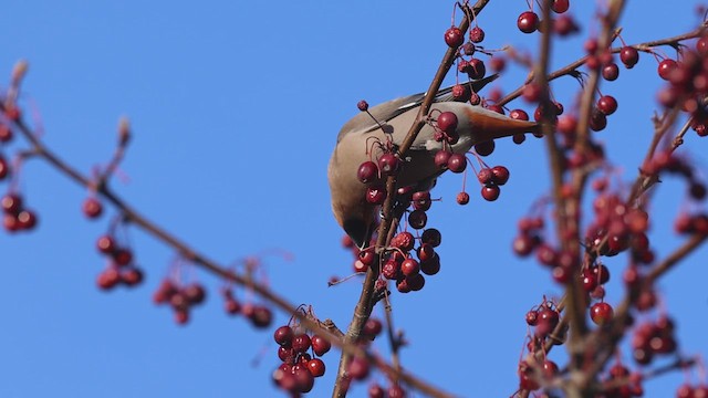 Bohemian Waxwing - ML617446693